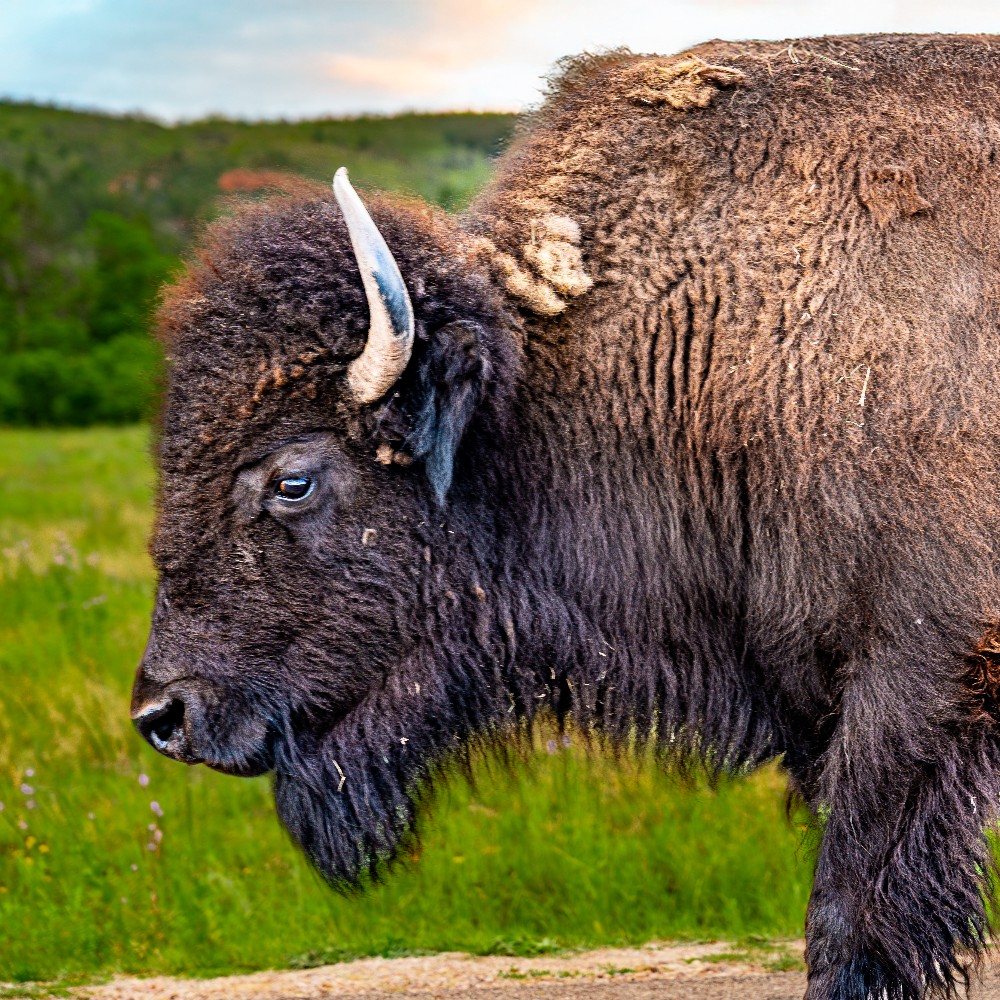 Bison close-up